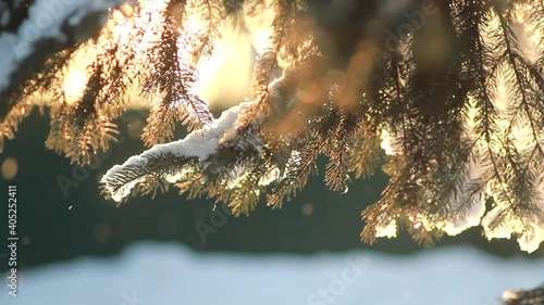 Winter forest - fluffy snow on the branches of coniferous trees. Sunset in the winter forest during a snowfall.