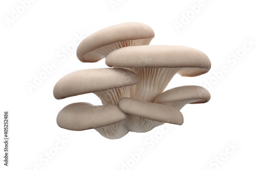 clusters of fresh oyster mushrooms on a white isolated background.