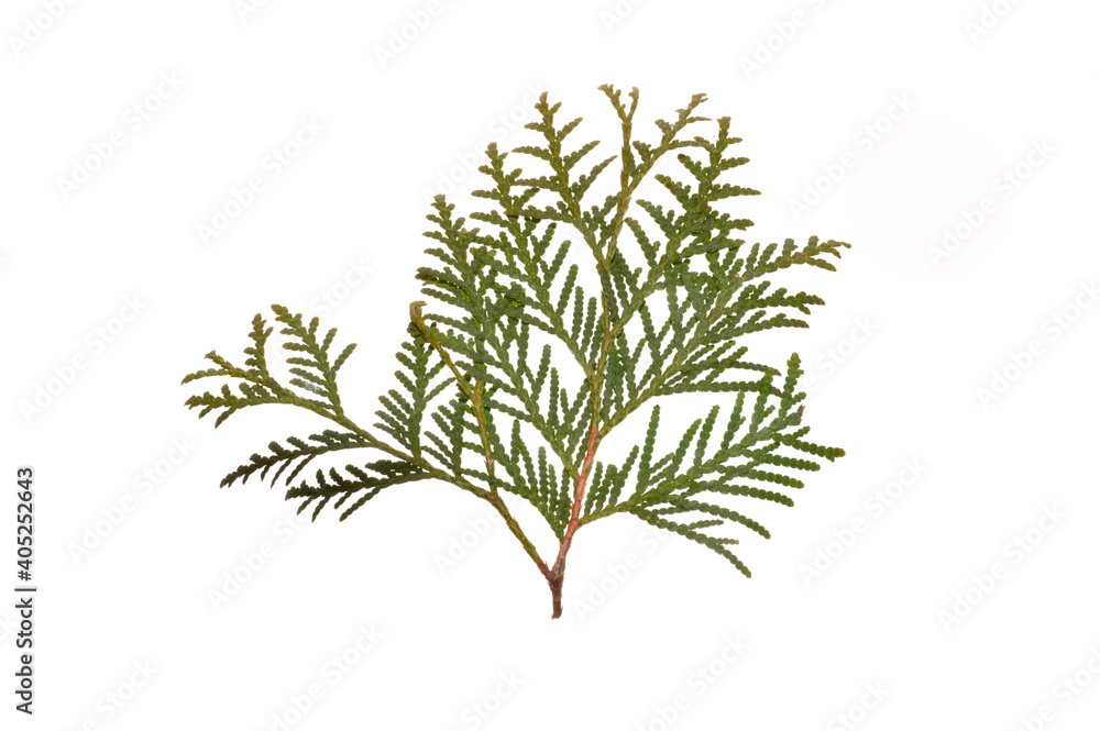 branch with green leaves isolated on white background branch with green leaves isolated on white background