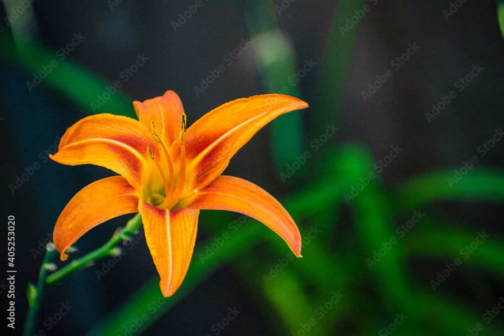 Obraz premium Flowers