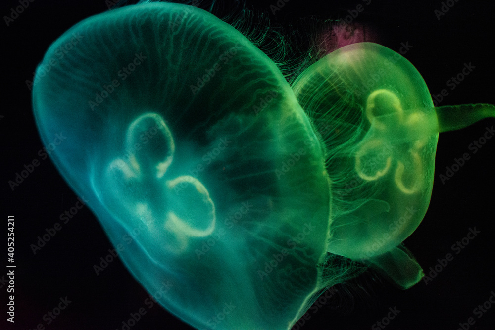 wildlife and jellyfish wildlife and jellyfish