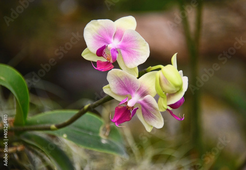 Beautiful ground orchid in the Quito Botanical Gardens  Quito  Ecuador