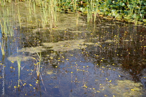 Teich mit Rohrkolben