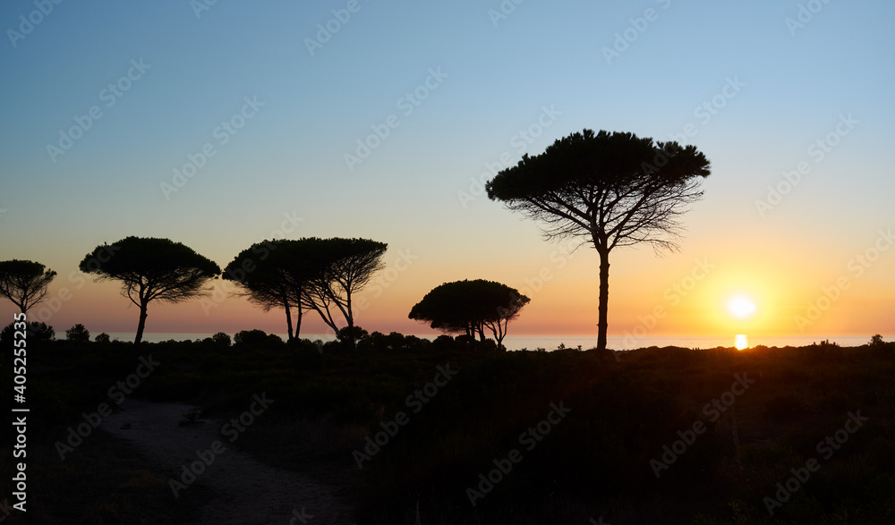 Sunset with trees silhouetted over the Roche coast, in Cadiz, Andalusia, Spain