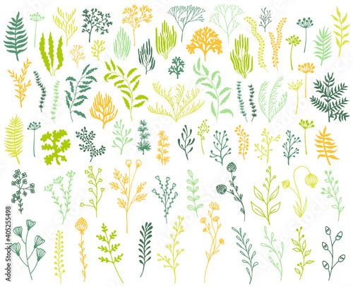 Seaweeds and coral reef underwater plans vector collection. Aquarium, ocean and marine algae water plants, corals isolated on white. Seaweeds polyps silhouettes set. Branches, twigs and flowers.