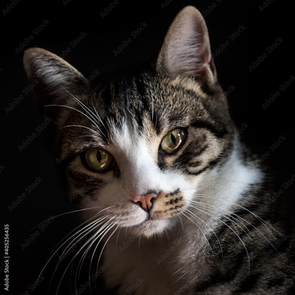 Domestic Tabby Cat with Long Whiskers Staring at the Camera