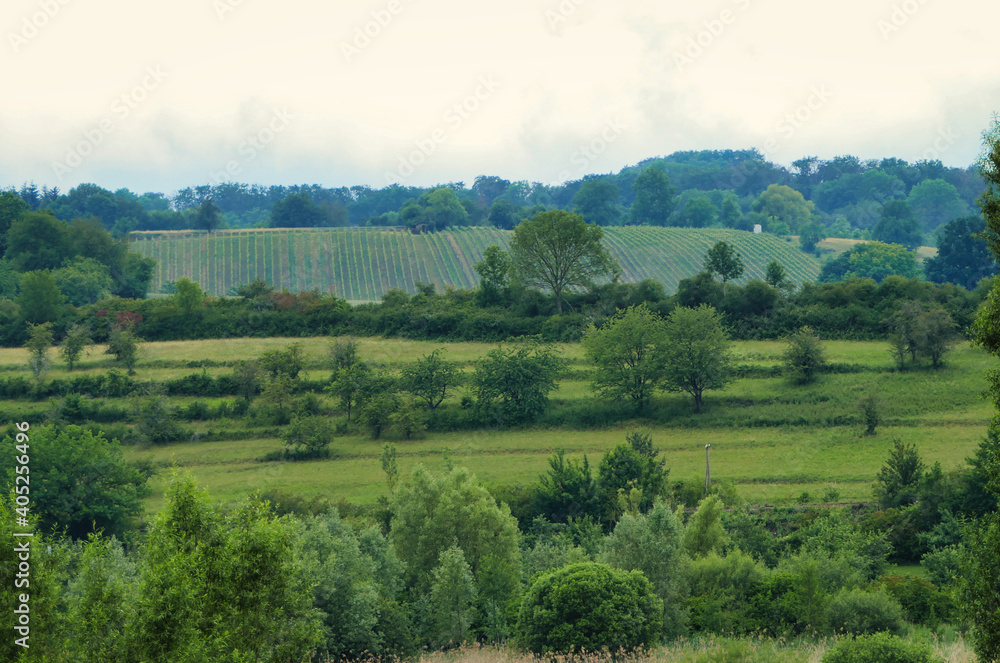 Blick über eine weite Wiesenlandschaft mit Gras und Bäumen, sowie einem Weinberg im Hintergrund