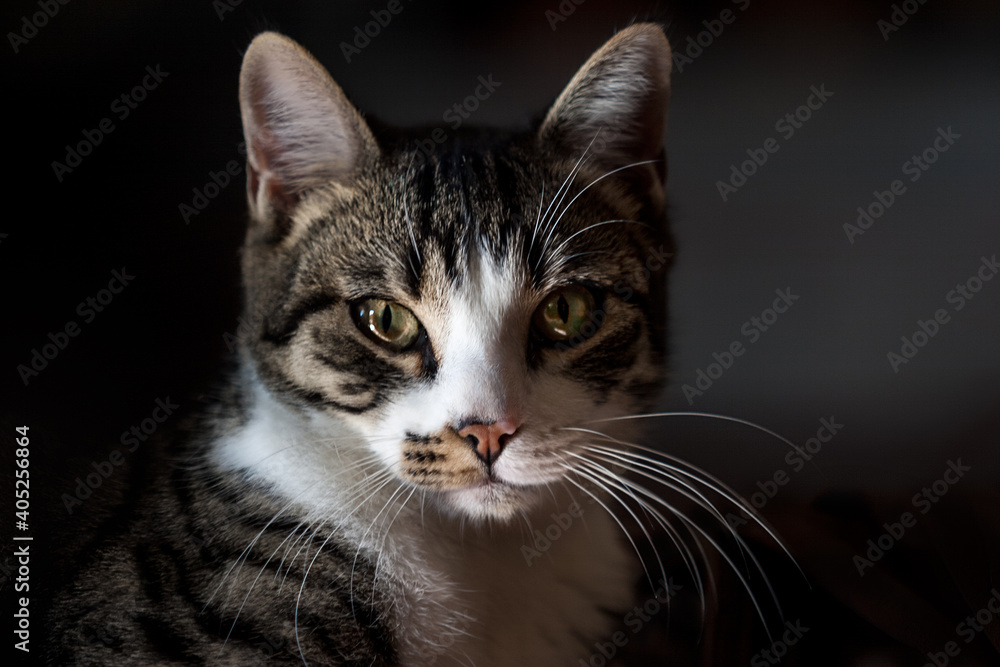 Tabby cat with long whiskers staring at the camera