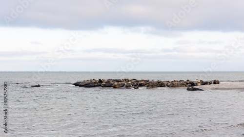 Måkläppen in southern Sweden, in the winter a very well visited animal welfare area for seals. photo