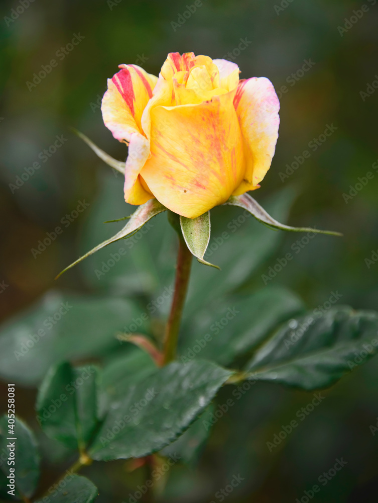 Beautiful Rose in Quito Botanical Gardens, Quito, Ecuador Beautiful Rose in Quito Botanical Gardens, Quito, Ecuador