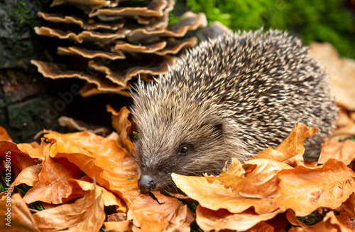 Hedgehog in Autumn. Scientific name: Erinaceus Europaeus. Wild, native, European hedgehog foraging in copper beech leaves in natural woodland habitat. Facing left. Horizontal. Space for copy.