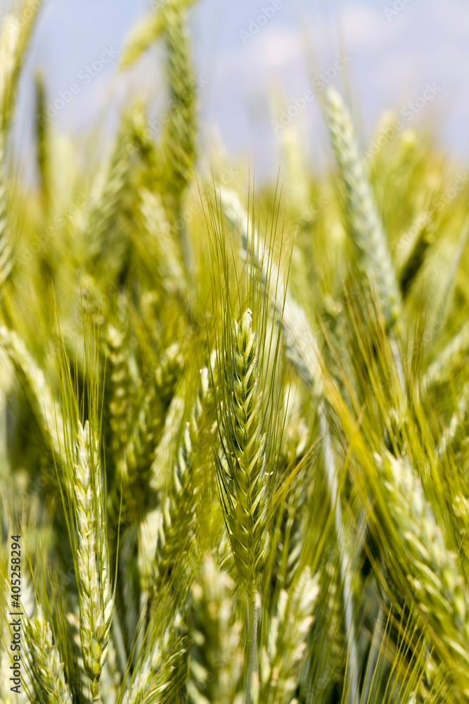 activity agriculture for the cultivation of cereals activity agriculture for the cultivation of cereals