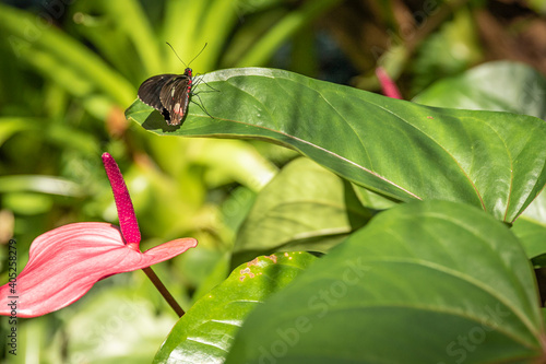 Butterfly on a green leaf of a flower.