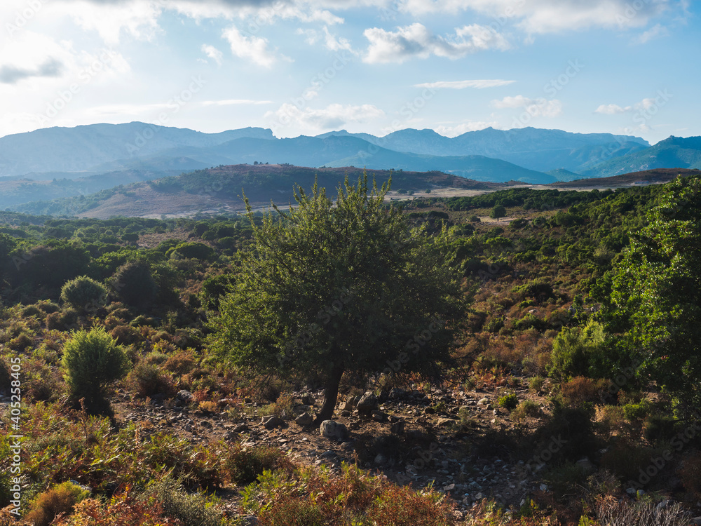 View of idyllic rural landscape of Supramonte Mountains green hills, trees and mediterranean vegetation. Ogliastra, Sardinia, Italy. Summer blue sky