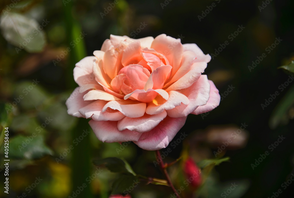 Beautiful Rose in Quito Botanical Gardens, Quito, Ecuador Beautiful Rose in Quito Botanical Gardens, Quito, Ecuador
