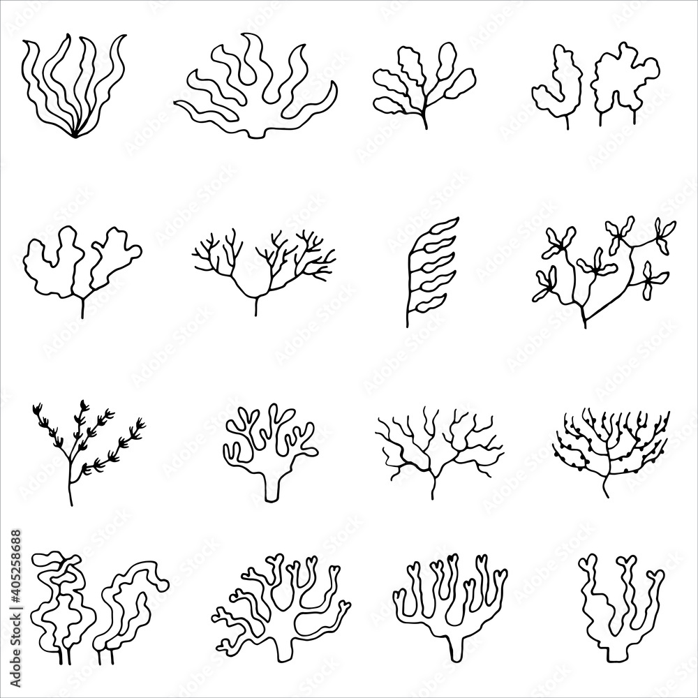 seaweed linear sketches. vector icons