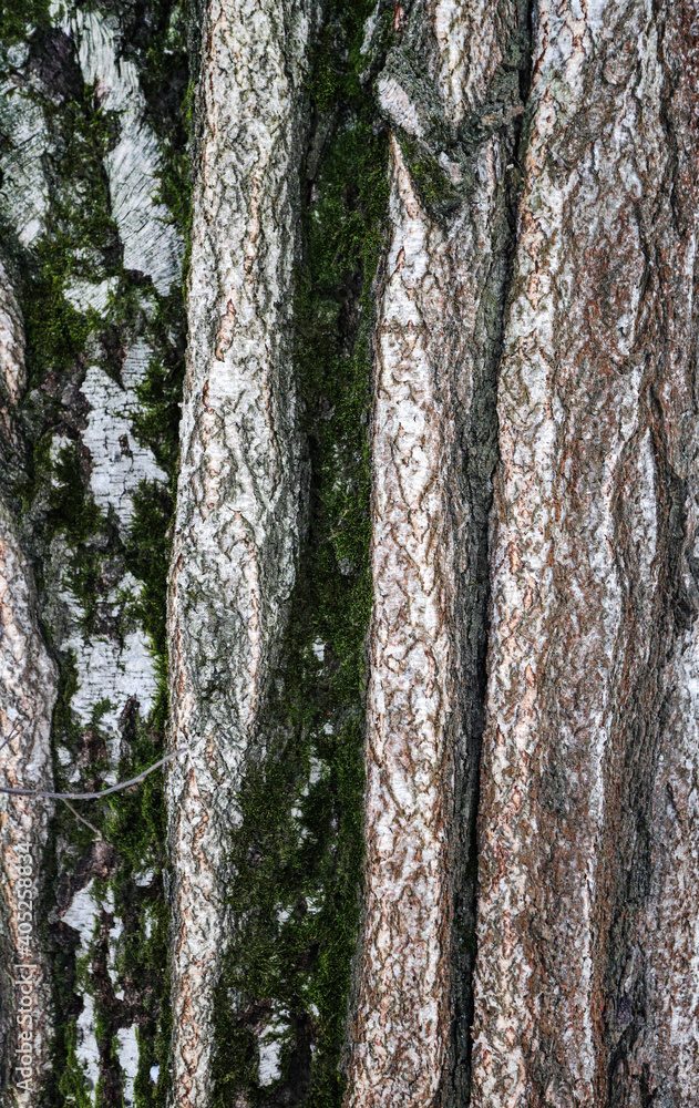 birch bark background close-up