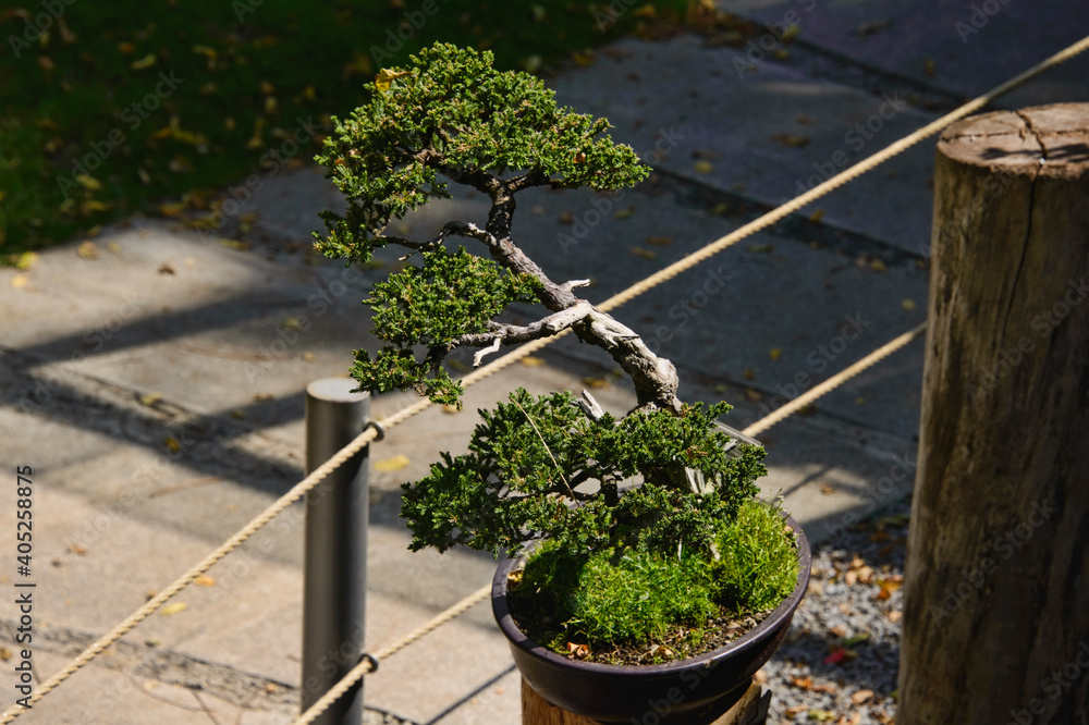 Bonsai tree in the Quito Botanical Gardens, Quito, Ecuador Bonsai tree in the Quito Botanical Gardens, Quito, Ecuador