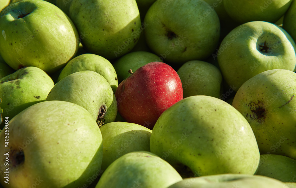 Lots of fresh raw apples. Green large apples of Granny Smith variety freshly picked from garden trees and lone red apple among others. Large background or splash screen with fruit. Lots of fresh raw apples. Green large apples of Granny Smith variety freshly picked from garden trees and lone red apple among others. Large background or splash screen with fruit.