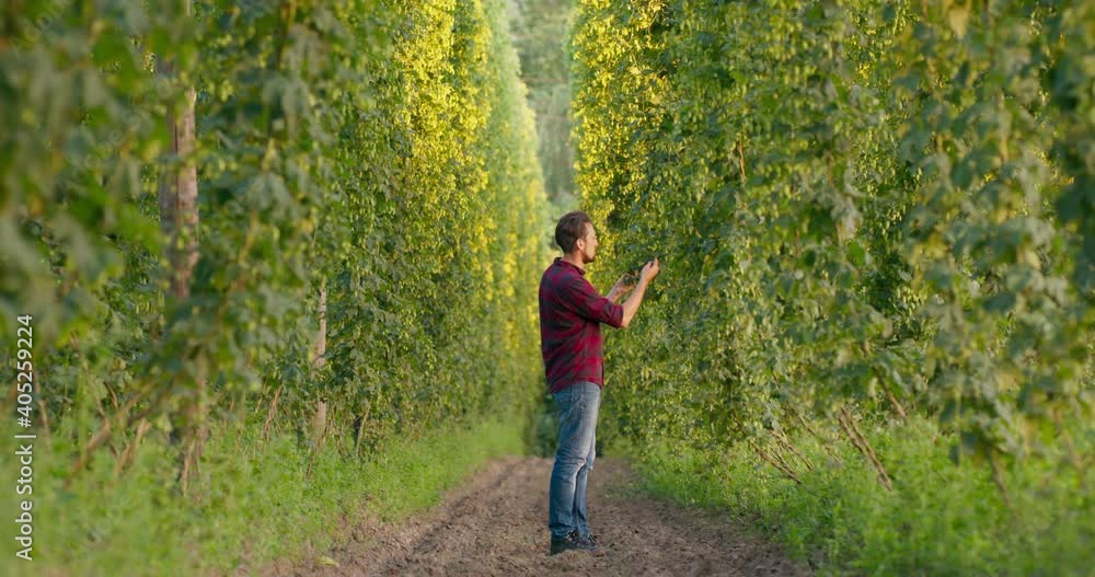 A farmer checks the growing hops. A farmer checks the growing hops.