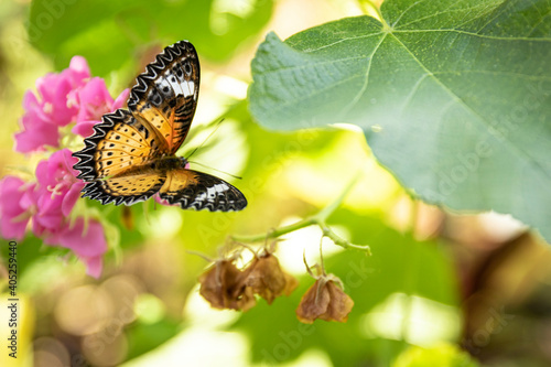 Butterfly on a green leaf of a flower.