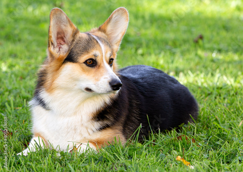 Welsh-Corgi-Pembroke-Hündin, Farbschlag Tricolour