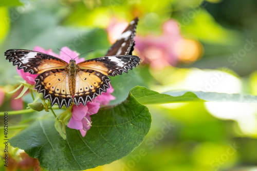 Butterfly on a green leaf of a pink flower.