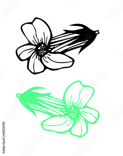 Botanical contour drawing of a flower, the gratiola (black and see blue)