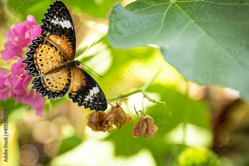 Butterfly on a green leaf of a flower.