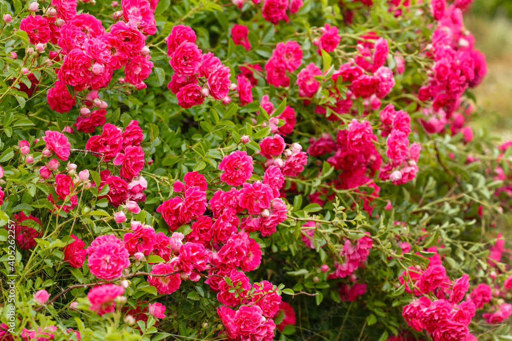 rose flowers in the garden