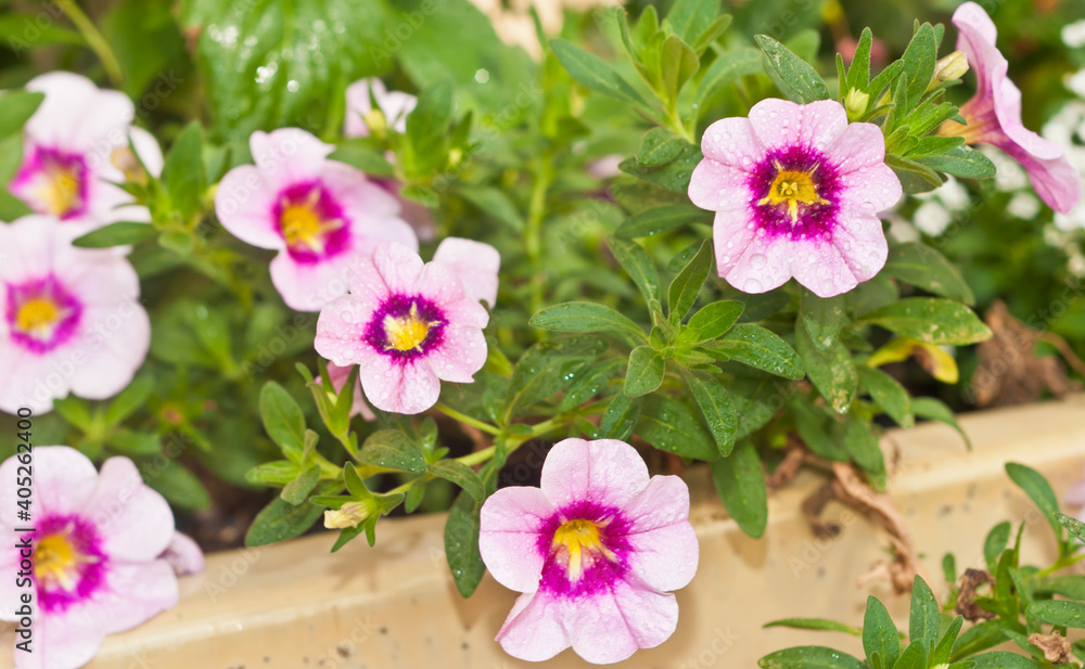 front view of pink vein trumpet blooms with dark center green leaves, in a tropical planter on a lanai front view of pink vein trumpet blooms with dark center green leaves, in a tropical planter on a lanai