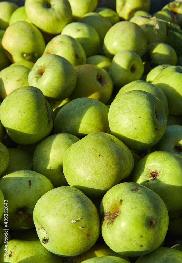 Lots of fresh raw apples. Green large apples of Granny Smith variety, freshly picked from garden trees. Large background or splash screen with fruit.