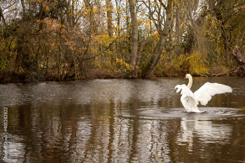 Fotografie Autumn in Park Markeaton in England