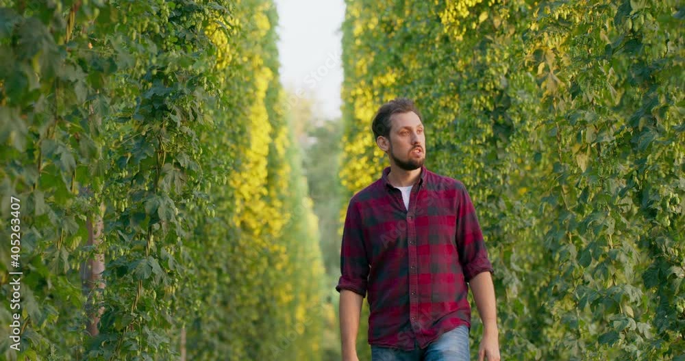 A man walks between rows of tall plants in a hop field checking cones. A man walks between rows of tall plants in a hop field checking cones.
