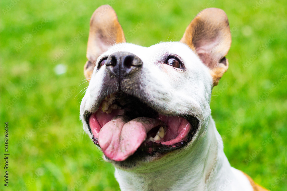 Friendly Dog having a big smile 