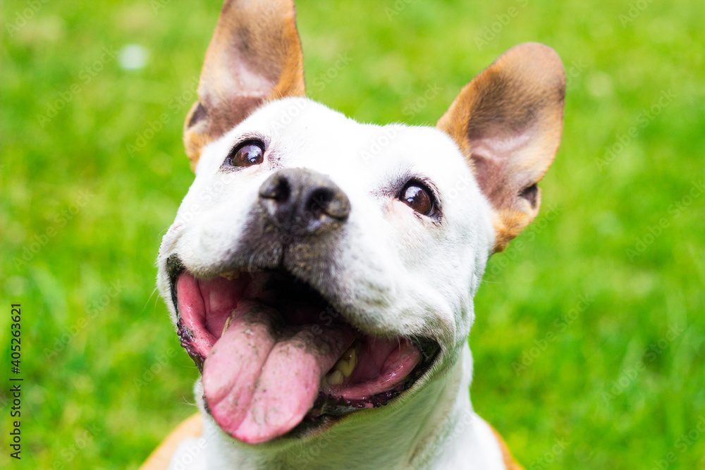 Friendly Dog having a big smile Friendly Dog having a big smile