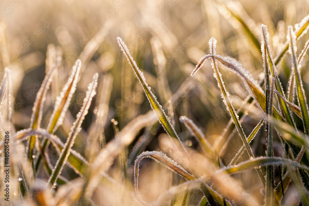 winter wheat covered with ice winter wheat covered with ice