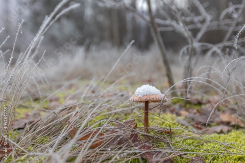 mushrooms in the grass covered with snow
