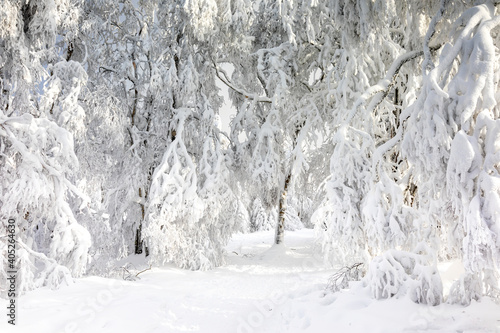 Beech forest covered in snow