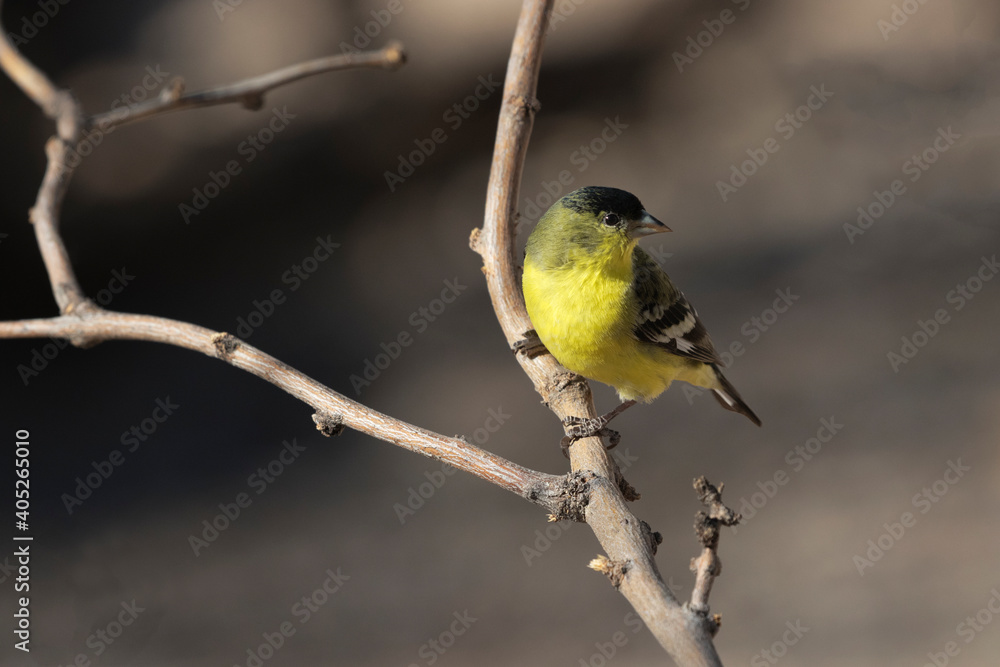 Male Lesser Goldfinch, green backed Western sub species, with sun glint in eye in Tucson, Arizona Male Lesser Goldfinch, green backed Western sub species, with sun glint in eye in Tucson, Arizona