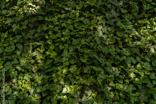 Natural vine leaf wall with shadows and lights