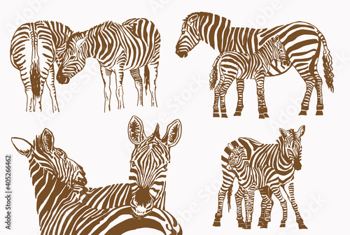 Vector vintage set of zebras   savanna animal   illustration