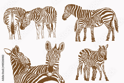 Vector vintage set of zebras , savanna animal , illustration