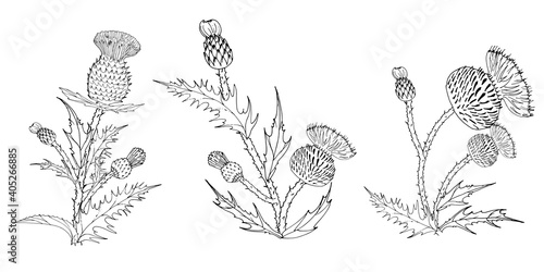 Thistle. Onopordum acanthium. Scottish Thistle isolated on white, vector illustration. Template for invitation, poster, flyer, banner, etc.