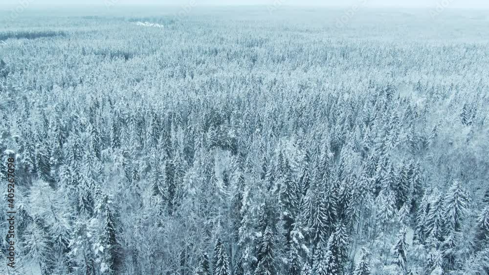 Winter forest landscape, aerial view fir and spruces in the snow. Winter forest landscape, aerial view fir and spruces in the snow.