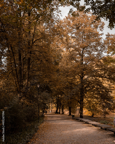 Autumn trees in the park  golden trees. Lithuania. Vilnius