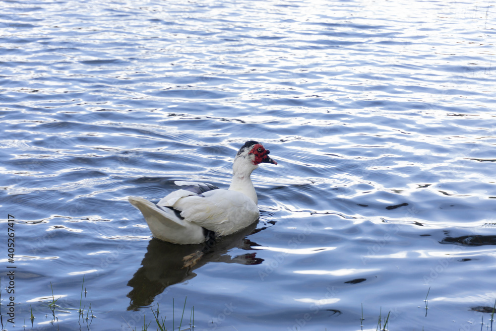 Duck in a lake