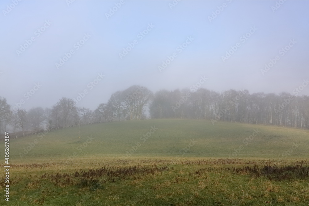 misty morning in the woods misty morning in the woods