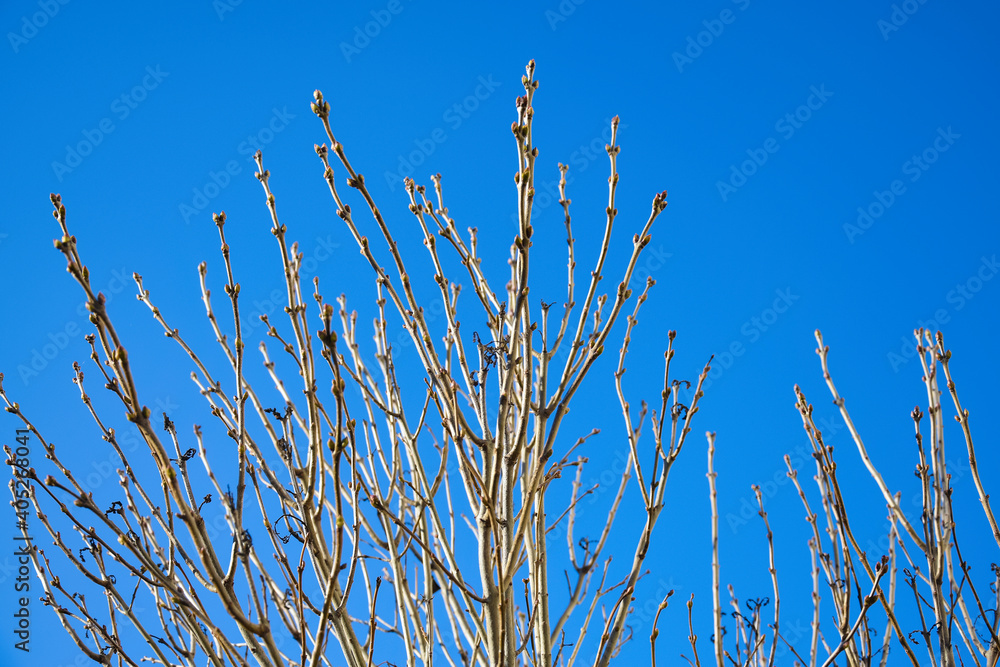 Fototapeta premium Branches of tree with buds on background of clear blue sky. Wildlife and vegetation. Branching tree without leaves. Close-up. Selective focus. Copy space.