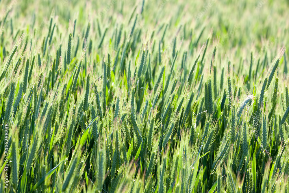 Obraz premium agricultural field where green wheat grows